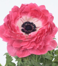 Sasanka Harmony Double Pink - Anemone coronaria - hlízy sasanky - 8 ks