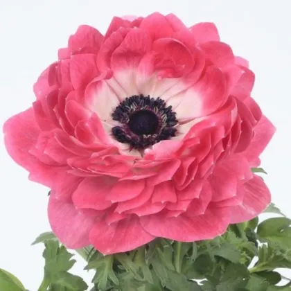 Sasanka Harmony Double Pink - Anemone coronaria - hlízy sasanky - 8 ks