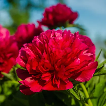 Pivoňka Felix Crouse - Paeonia lactiflora - hlízy pivoňky - 1 ks