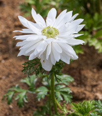 Sasanka Harmony Double White - Anemone coronaria - semena sasanky - 8 ks
