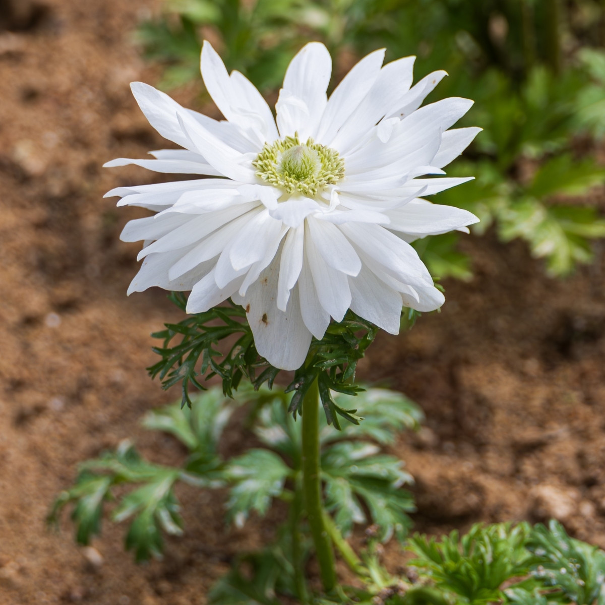 Sasanka Harmony Double White - Anemone coronaria - semena sasanky - 8 ks