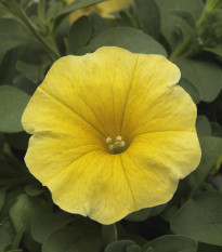 Petchoa Caliburst Yellow - Petchoa Caliburst - semena petchoa - 8 ks