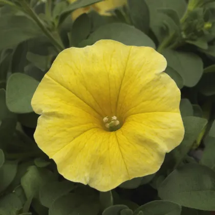 Petchoa Caliburst Yellow - Petchoa Caliburst - semena petchoa - 8 ks