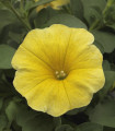 Petchoa Caliburst Yellow - Petchoa Caliburst - semena petchoa - 8 ks