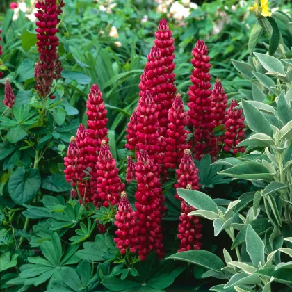 Lupina mnoholistá Gallery Red Shades - Lupinus polyphyllus - semena lupiny - 20 ks