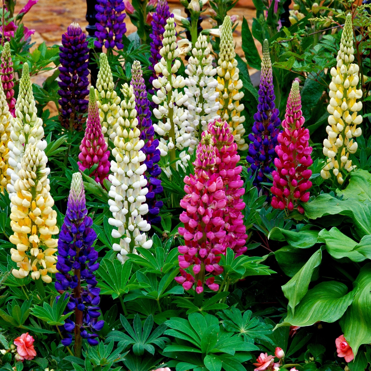 Lupina mnoholistá Gallery Mix - Lupinus polyphyllus - semena lupiny - 20 ks