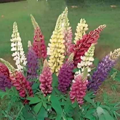 Lupina mnoholistá Gallery Mix - Lupinus polyphyllus - semena lupiny - 20 ks