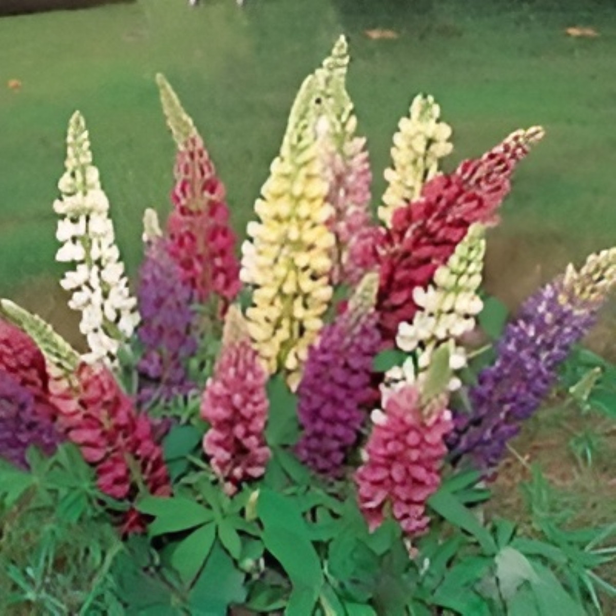 Lupina mnoholistá Gallery Mix - Lupinus polyphyllus - semena lupiny - 20 ks