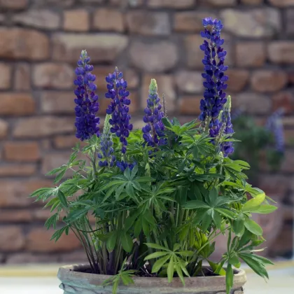 Lupina mnoholistá Mini Gallery Pure Blue - Lupinus polyphyllus - semena lupiny - 12 ks