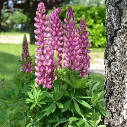 Lupina mnoholistá Mini Gallery Pure Pink - Lupinus polyphyllus - semena lupiny - 12 ks