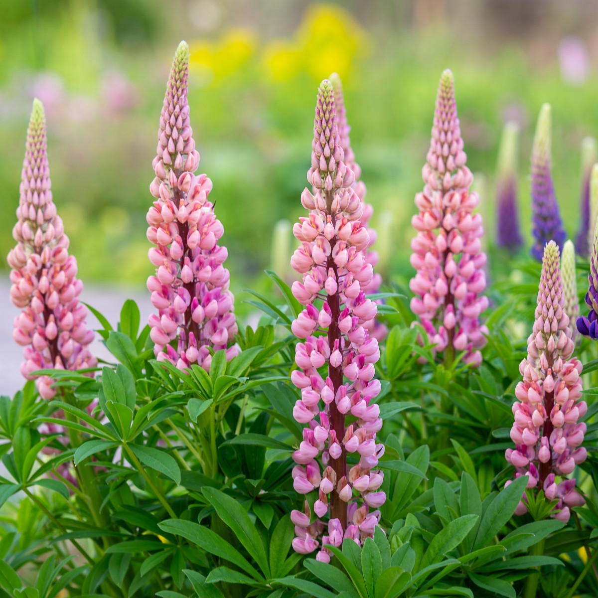 Lupina mnoholistá Gallery Pink Shades - Lupinus polyphyllus - semena lupiny - 20 ks