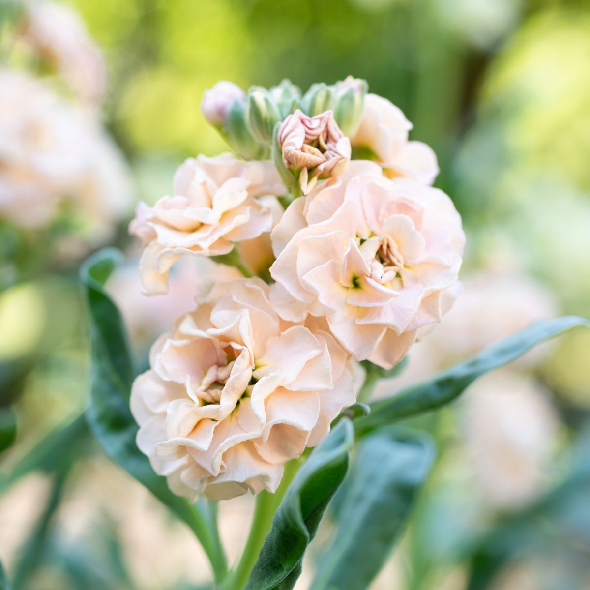 Fiala Iron Appricot - Matthiola incana - semena fialy - 40 ks