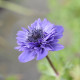 Sasanka Harmony Double Blue F1 - Anemone coronaria - semena sasanky - 8 ks