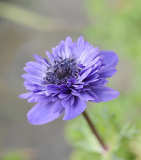 Sasanka Harmony Double Blue F1 - Anemone coronaria - semena sasanky - 8 ks