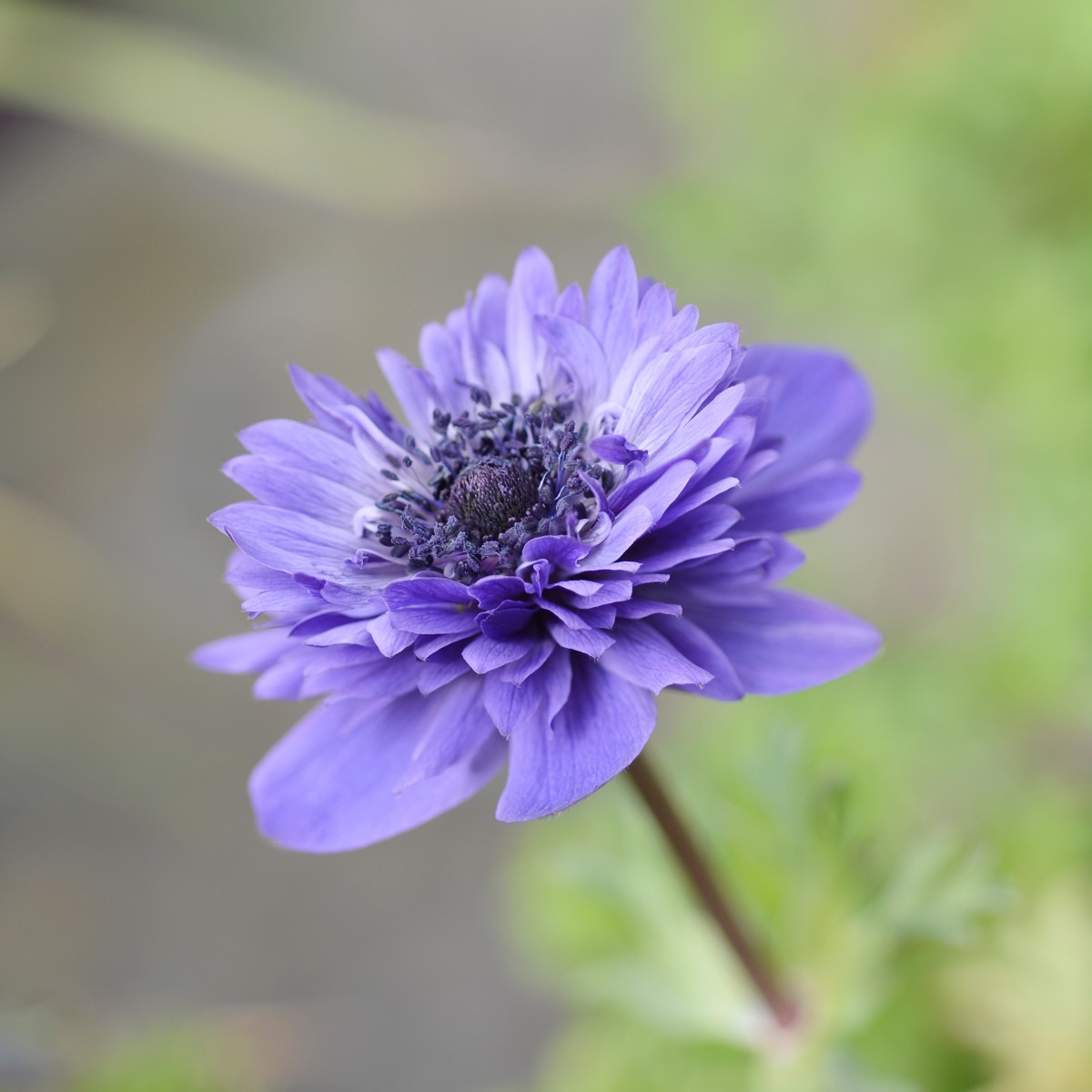 Sasanka Harmony Double Blue F1 - Anemone coronaria - semena sasanky - 8 ks