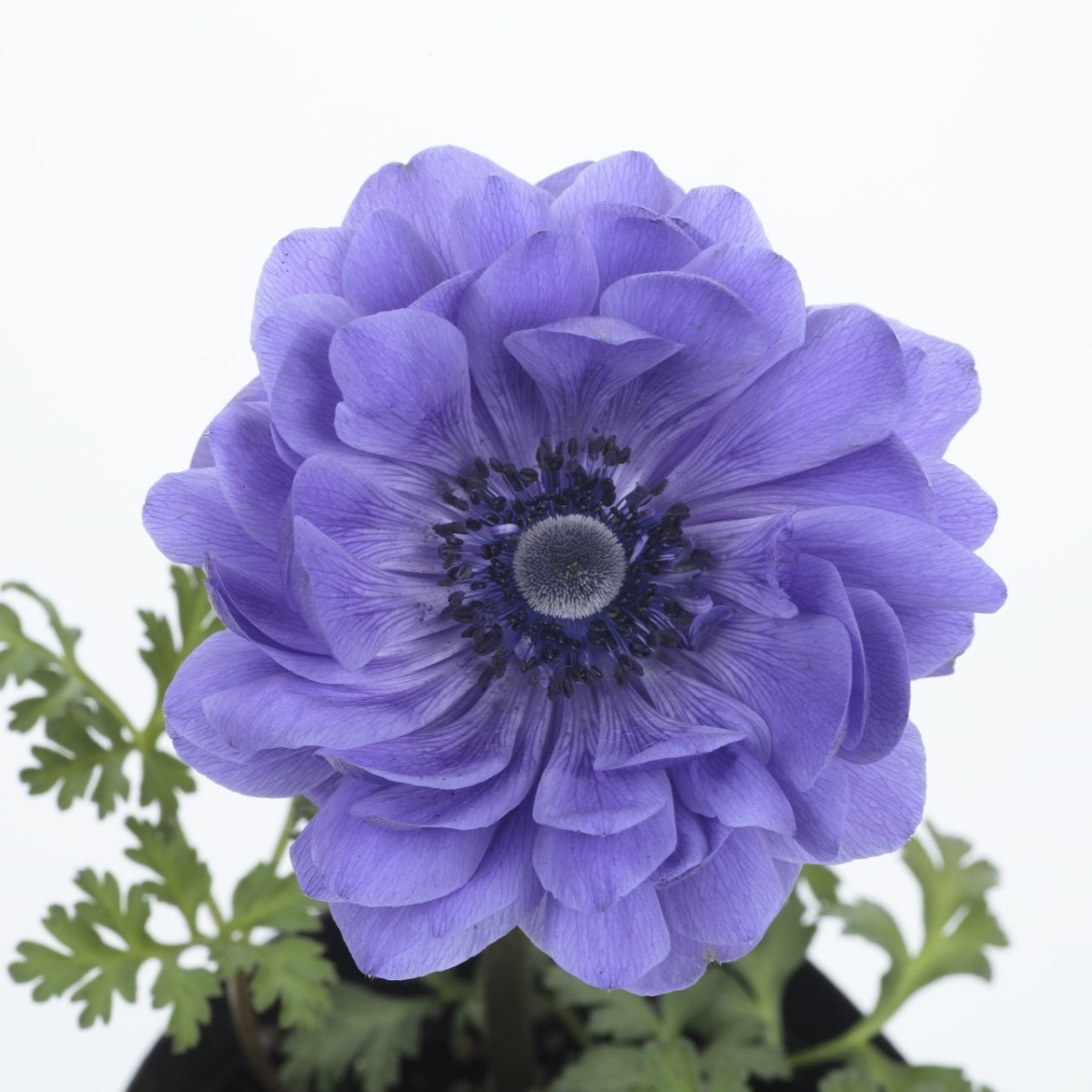 Sasanka Harmony Double Blue F1 - Anemone coronaria - semena sasanky - 8 ks