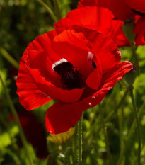 Sasanka Harmony Double Scarlet F1 - Anemone coronaria - semena sasanky - 8 ks