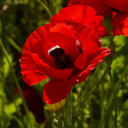 Sasanka Harmony Double Scarlet F1 - Anemone coronaria - semena sasanky - 8 ks