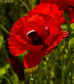 Sasanka Harmony Double Scarlet F1 - Anemone coronaria - semena sasanky - 8 ks