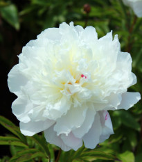 Pivoňka Shirley Temple - Paeonia lactiflora - hlízy pivoňky - 1 ks