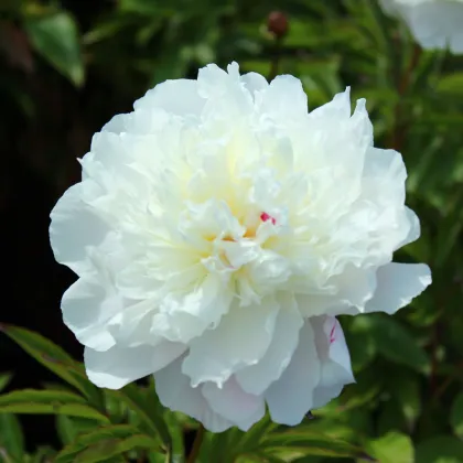 Pivoňka Shirley Temple - Paeonia lactiflora - hlízy pivoňky - 1 ks