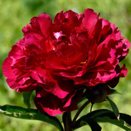 Pivoňka Madame Gaudichau - Paeonia lactiflora - hlízy pivoňky - 1 ks