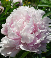 Pivoňka The Fawn - Paeonia lactiflora - hlízy pivoňky - 1 ks