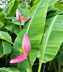 Banánovník růžový - Musa ornata - semena banánovníku - 3 ks
