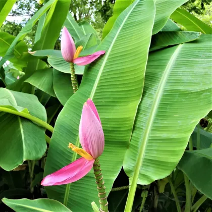 Banánovník růžový - Musa ornata - semena banánovníku - 3 ks