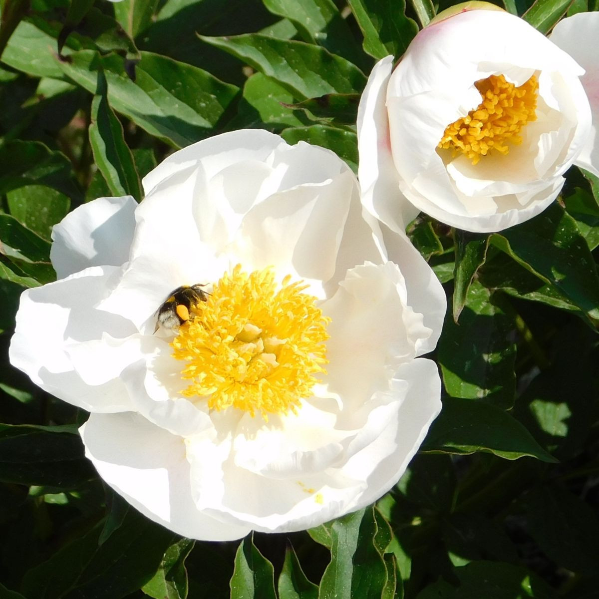 Pivoňka Patio Dublin - Paeonia lactiflora - hlízy pivoňky - 1 ks