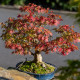 Javor dlanitolistý - Acer palmatum - semena javoru - 5 ks