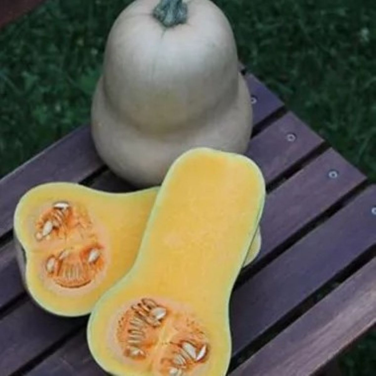 Tykev Jupiter F1 - Cucurbita pepo - semena tykve - 6 ks