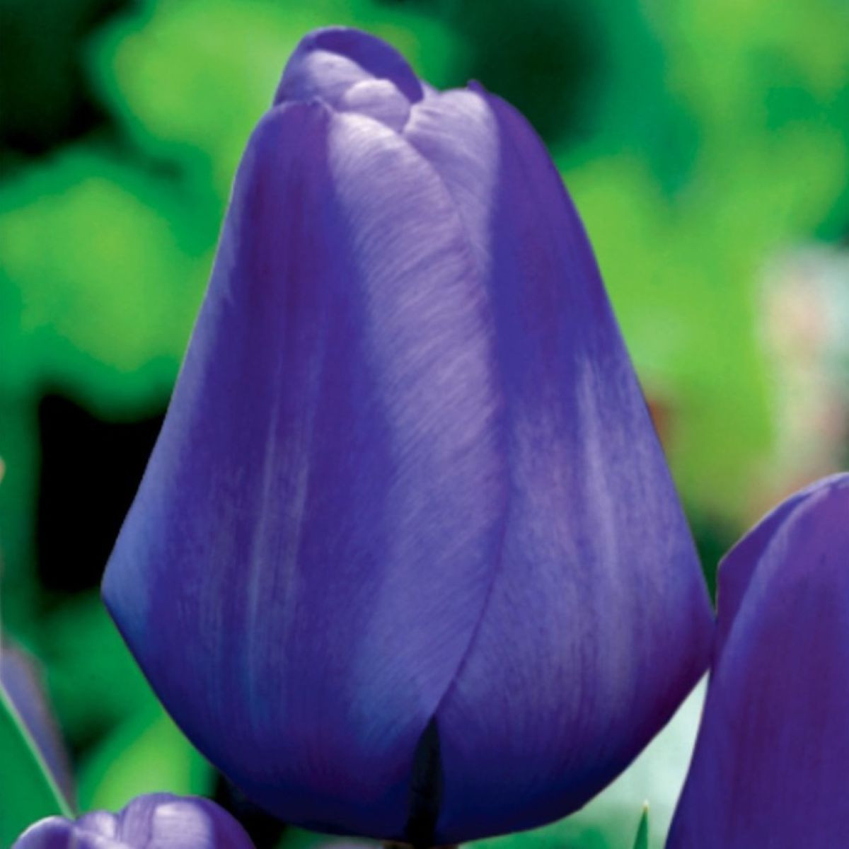Tulipán Triumph Blue - Tulipa - cibule tulipánu - 3 ks
