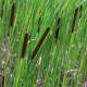 Orobinec úzkolistý - Typha angustifolia - semena orobince - 15 ks