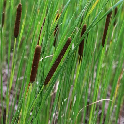 Orobinec úzkolistý - Typha angustifolia - semena orobince - 15 ks