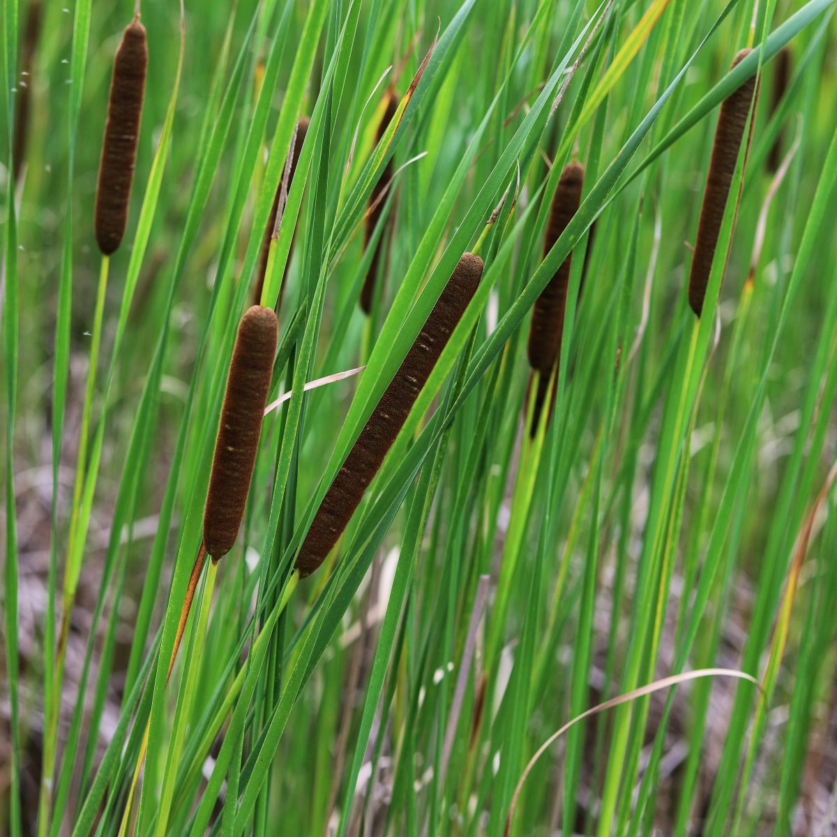 Orobinec úzkolistý - Typha angustifolia - semena orobince - 15 ks