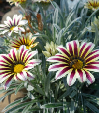 Gazánie Frosty Kiss White Flame - Gazania rigens - semena gazánie - 12 ks