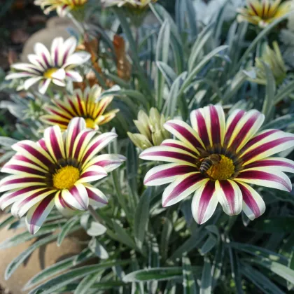 Gazánie Frosty Kiss White Flame - Gazania rigens - semena gazánie - 12 ks