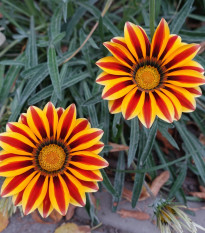 Gazánie Frosty Kiss Orange Flame - Gazania rigens - semena gazánie - 12 ks