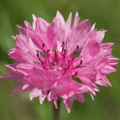 Chrpa luční Ball Red - Centaurea cyanus - semena chrpy - 50 ks