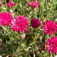 Chrpa luční Ball Red - Centaurea cyanus - semena chrpy - 50 ks