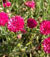 Chrpa luční Ball Red - Centaurea cyanus - semena chrpy - 50 ks