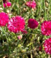Chrpa luční Ball Red - Centaurea cyanus - semena chrpy - 50 ks
