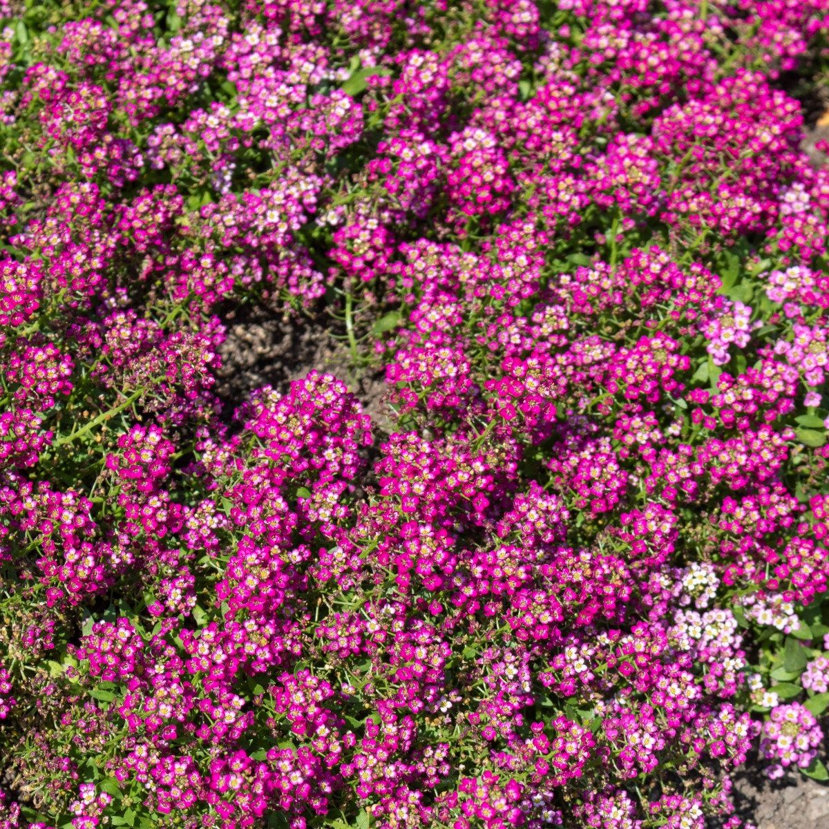 Tařicovka Wonderland Deep Rose - Lobularia maritima - semena tařicovky - 20 ks