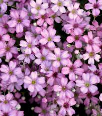 Šáter pacifický - Nevěstin závoj - Gypsophila pacifica - semena šáteru - 100 ks