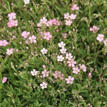 Šáter pacifický - Nevěstin závoj - Gypsophila pacifica - semena šáteru - 100 ks