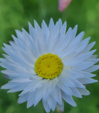 Smilek bílý -  Helipterum roseum - semena smilku - 0,5 g