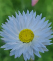 Smilek bílý -  Helipterum roseum - semena smilku - 0,5 g