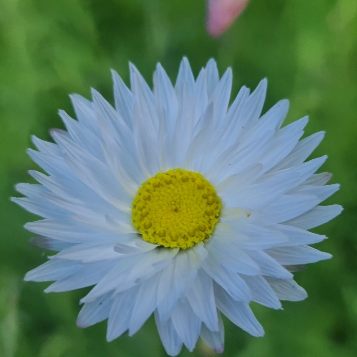 Smilek bílý -  Helipterum roseum - semena smilku - 0,5 g