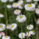 Smilek bílý -  Helipterum roseum - semena smilku - 0,5 g